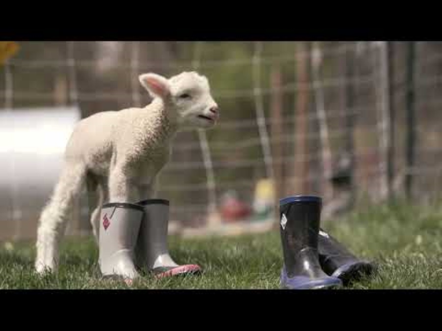 Harmaa Musta Pinkki Lasten Forager Tall Boots Muckboot